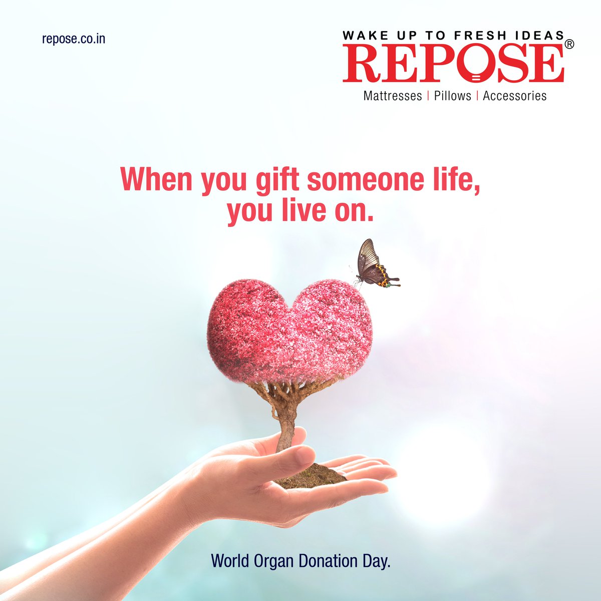 Let's share our life with others

#repose #reposemattress #pillow #Mattress #mattresses #organdonation #donatelife #organdonationawareness #kidneytransplant #kidneydisease #organdonationsaveslives #transplant