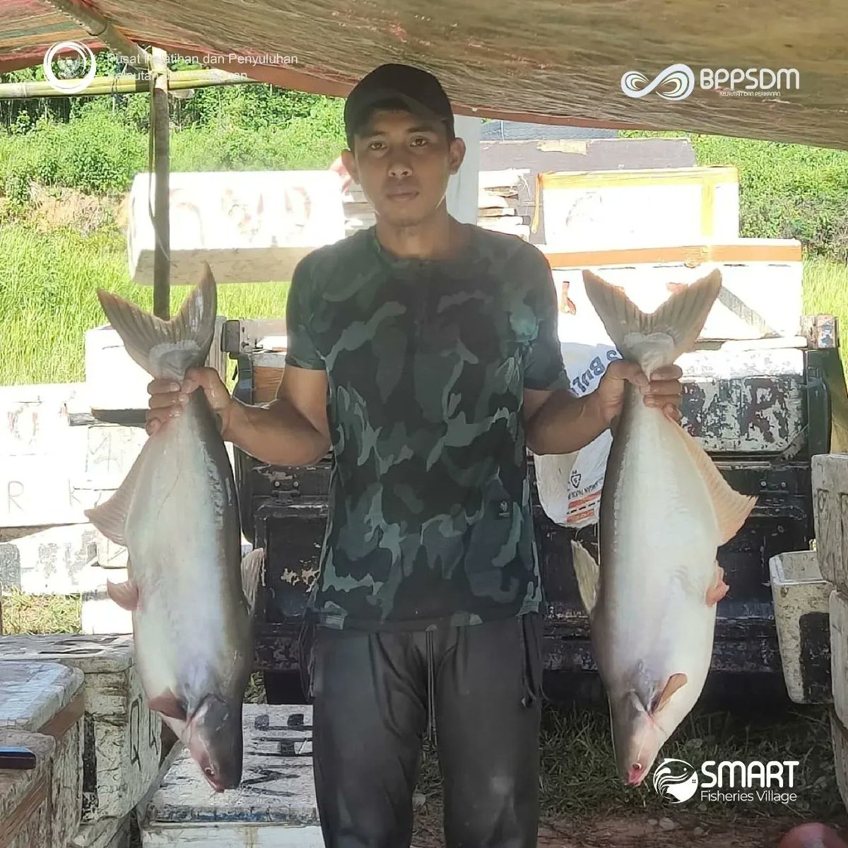 SFVSeiDua's tweet photo. Sabtu (12/08/2023)
Panen ikan Patin di Pokdakan  Hidup Bersama 2 di SFV Sungai Dua sbyk 1,5 ton size 2,5-3,5 kg/ekor
@kkpgoid
@bppsdm_kp
@in_radiarta
@puslatluhkp
@bppsdm_bp3bwi
@KabTanahBumbu
#kkpthrive 
#SDMKP
#SDMUnggul
#EkonomiBiru
#PelatihanKP
#SFV_SungaiDua_TanahBumbu https://t.co/P0lZnvNTdk