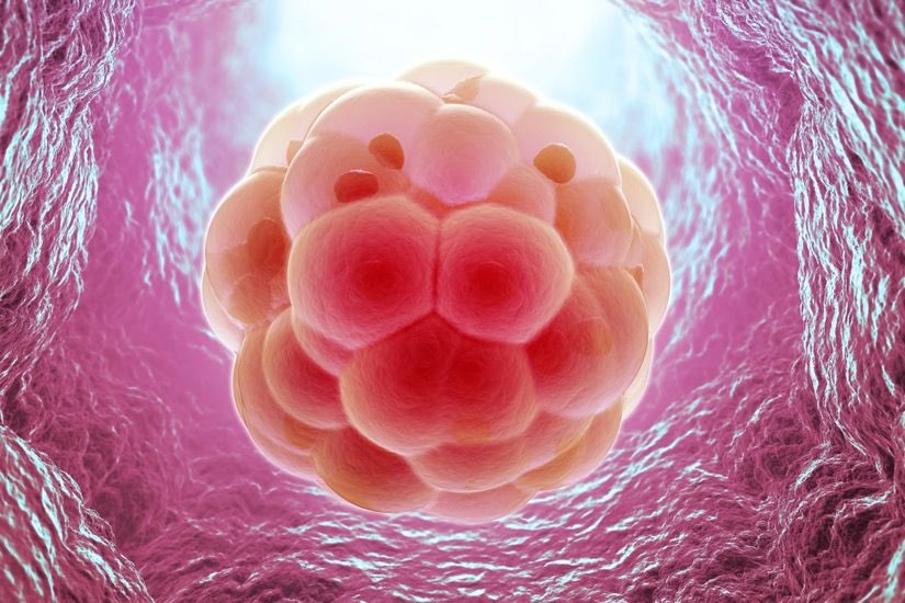 cooliepurple's tweet photo. implanting into the uterine wall https://t.co/nh3ngOq98s