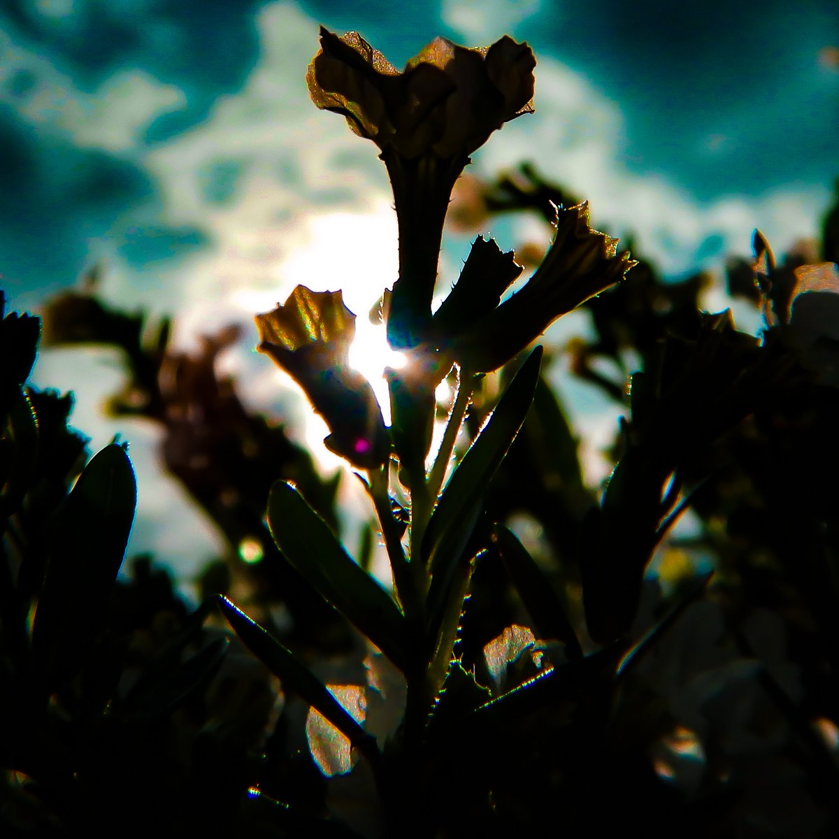 LaDaemonia's tweet photo. 〰️🌾〰️
Guten Morgen.
Good morning.
❤️☕️
#Fotografie #photography #photo_art #photographers #german_photographers #gutenmorgen #goodmorning #sonnenaufgang #sunrise #morgenstimmung #morningvibes #backlight #attentive #morninggreetings #morgengrauen #dusk #beautifulnature https://t.co/Hj7aLhHVMF
