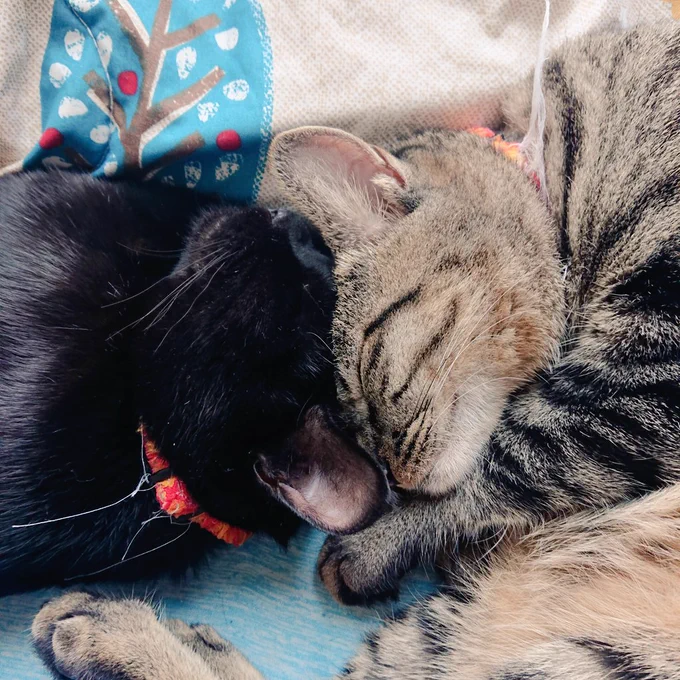 振り返ったら形変わってた これはかわいすぎる('- `*)('- `*)('- `*)