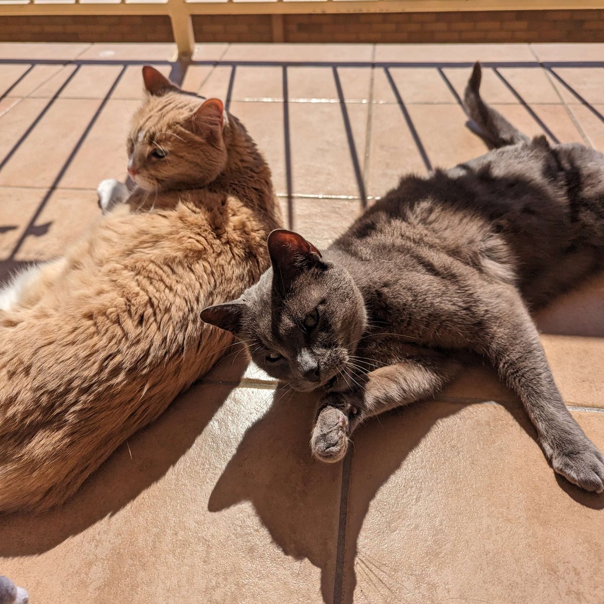 Shaye_Hayes's tweet photo. It's been 10 years! That's right, my sketchy little sidekicks hit double digits today! A big happy birthday to the best companions, Dawn and Mr Tank ๐๐ฅณ๐ฅฐ
#birthday #CatsOfTwitter #streamercats https://t.co/SrmcRmxpG9