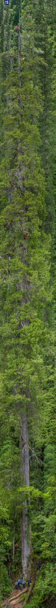 CGTNOfficial's tweet photo. China's Giant Tree Research team on Sunday released full-length photos of Asia's #tallest known tree, a 101.2-meter-tall cypress in southwest #China's Xizang Autonomous Region. https://t.co/jnM6h8FVPs