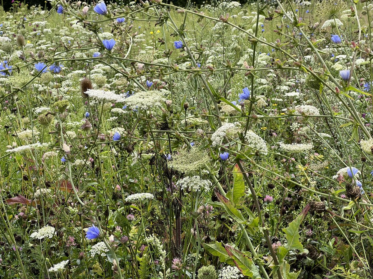 NatuurlijkOss's tweet photo. Prachtig mooi bloeien de akkerranden rondom #Oss https://t.co/w7Su3nENYq