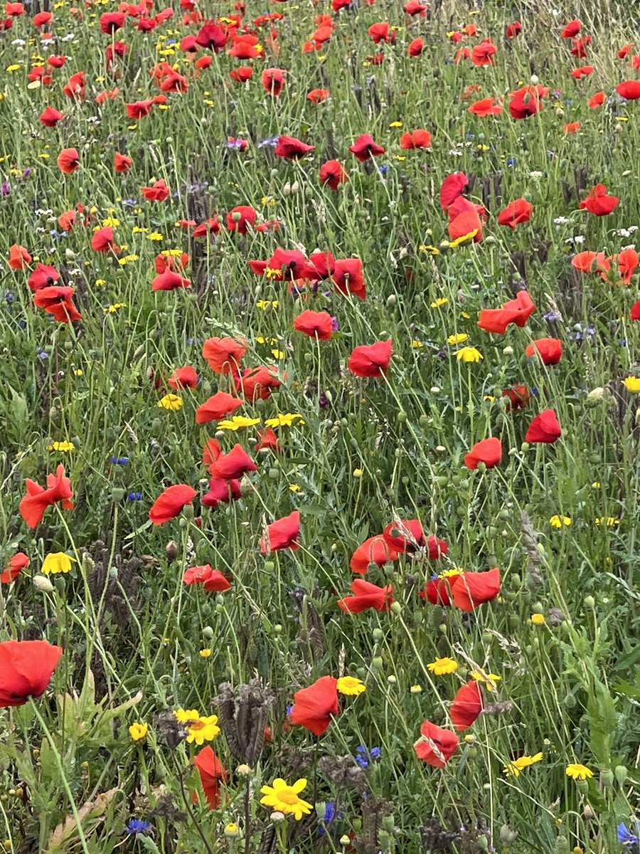 NatuurlijkOss's tweet photo. Prachtig mooi bloeien de akkerranden rondom #Oss https://t.co/w7Su3nENYq