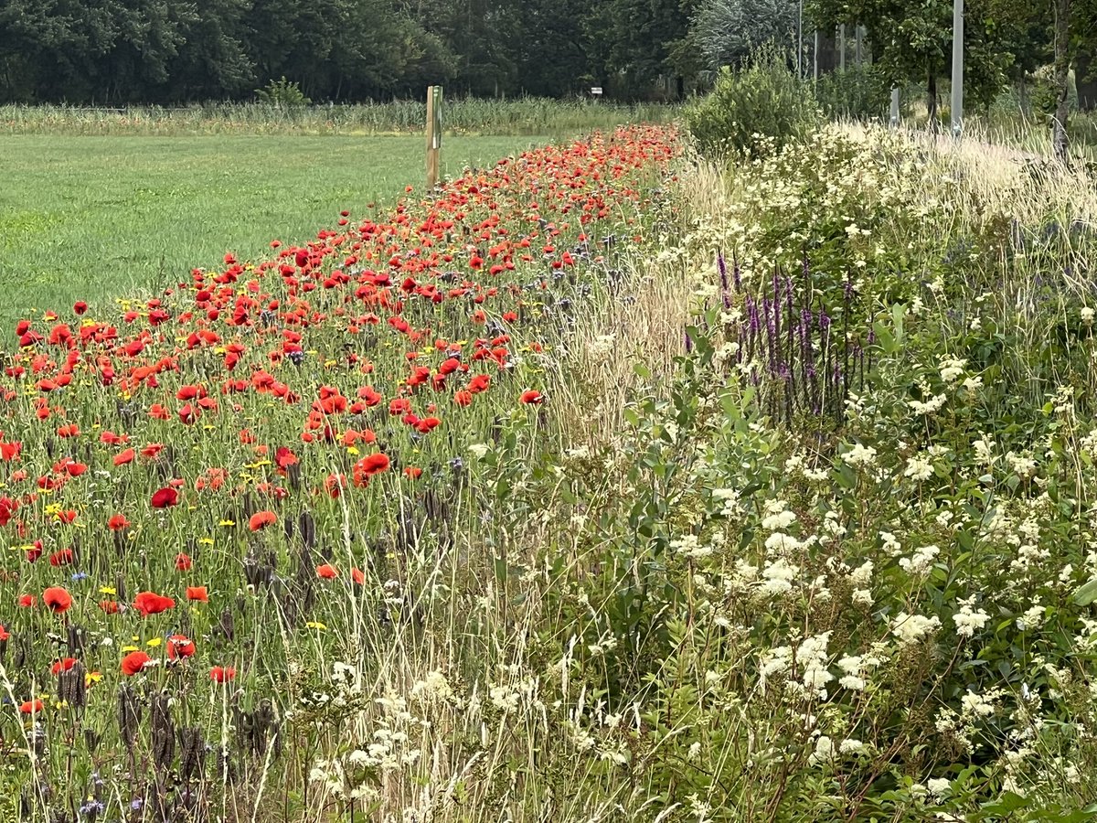 NatuurlijkOss's tweet photo. Prachtig mooi bloeien de akkerranden rondom #Oss https://t.co/w7Su3nENYq