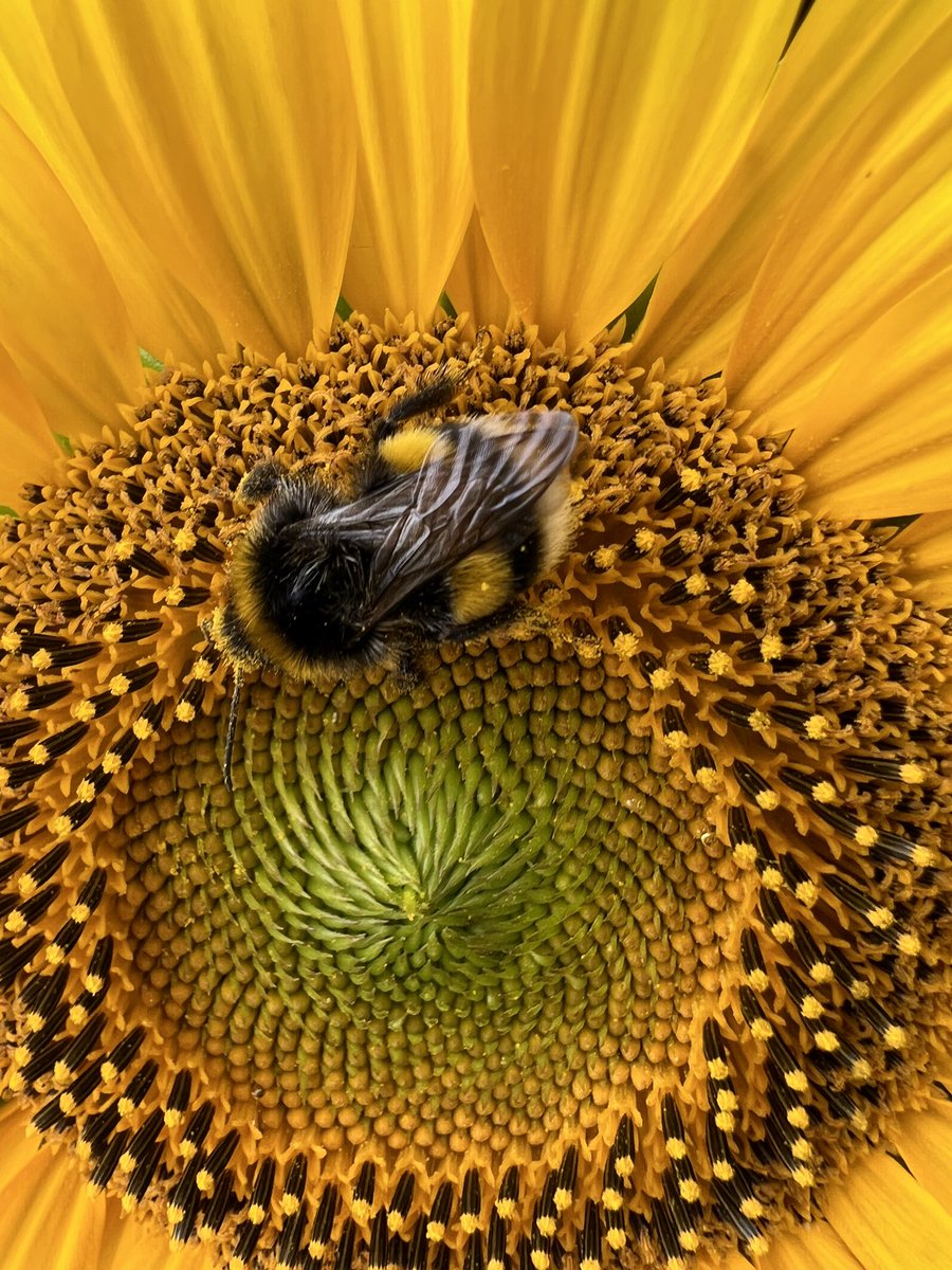 NatuurlijkOss's tweet photo. Prachtig mooi bloeien de akkerranden rondom #Oss https://t.co/w7Su3nENYq