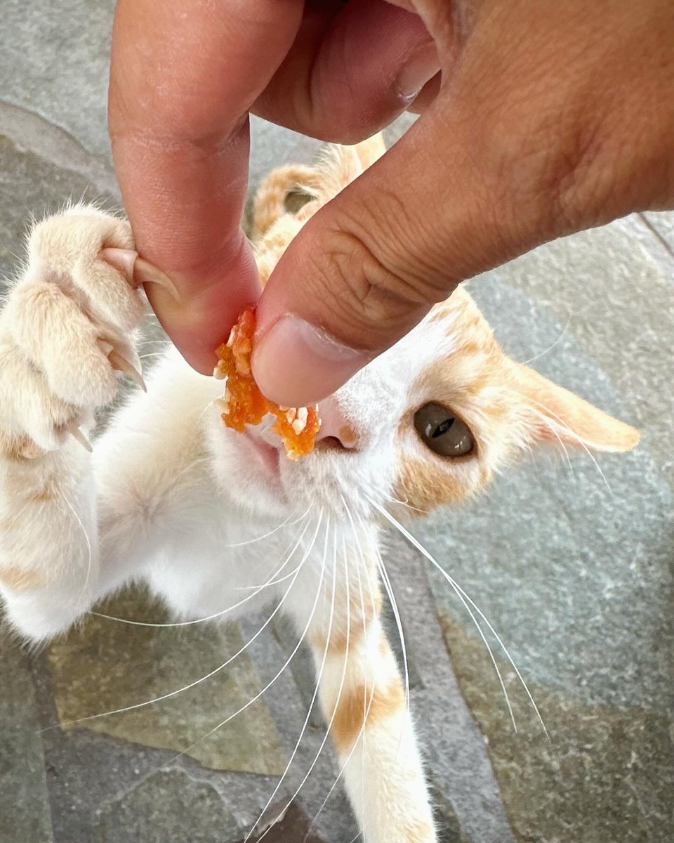KymHuynh's tweet photo. i think this means it loves me 🫶 #cat #kitty https://t.co/sv5kIHvd3E