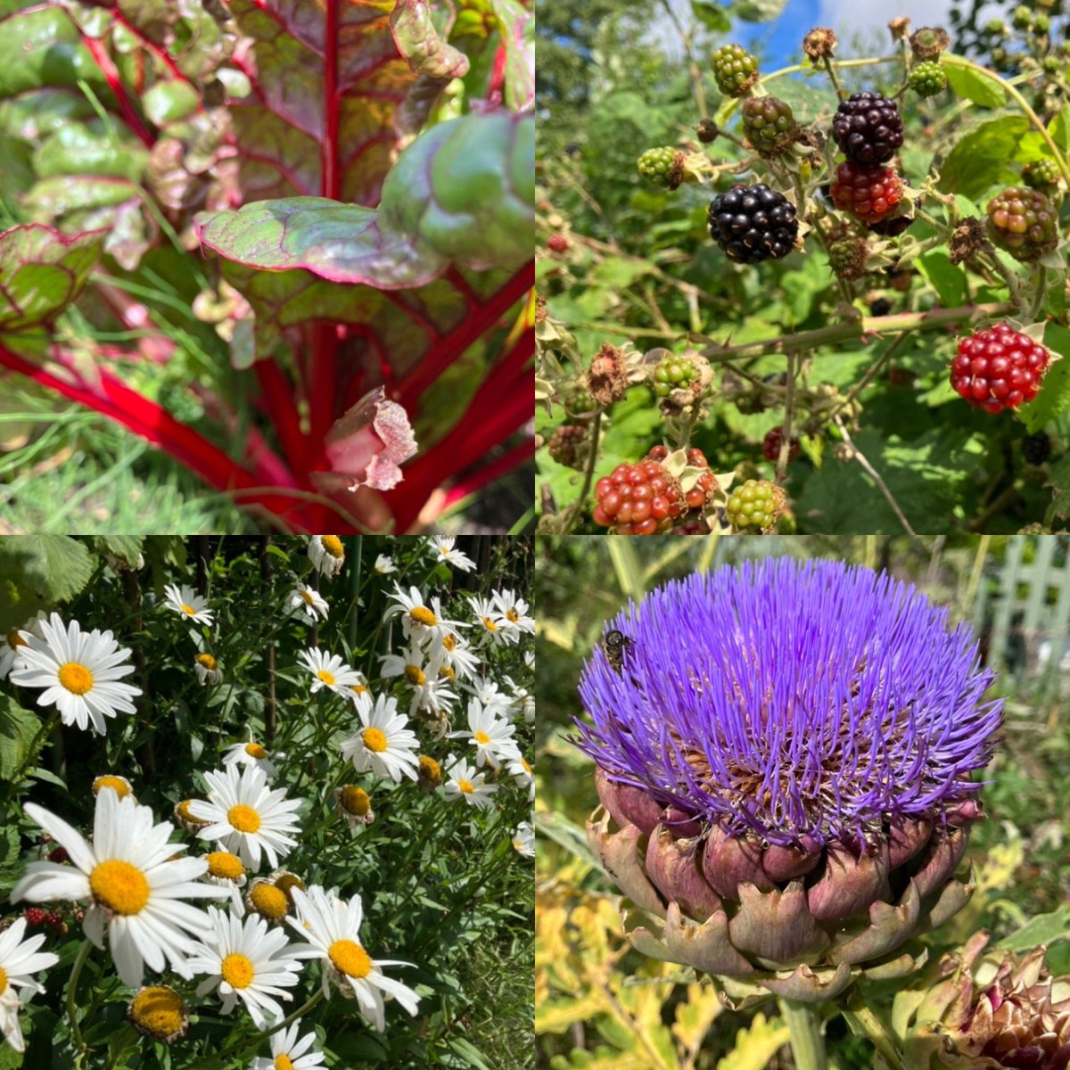 Refill UK tweet media