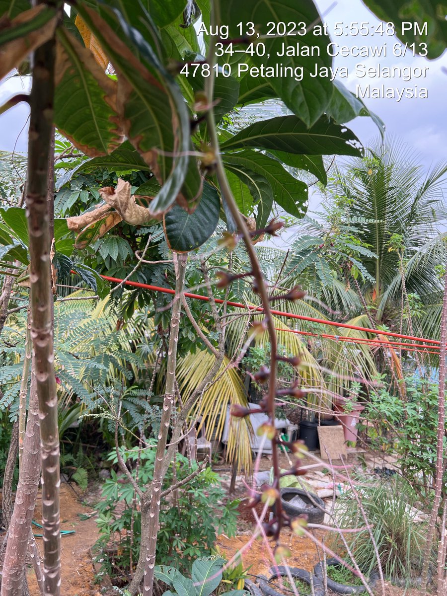 Pokok, buah, bunga dan pucuk putat. Jika ditanam senang diambil pucuk nya dibuat ulam