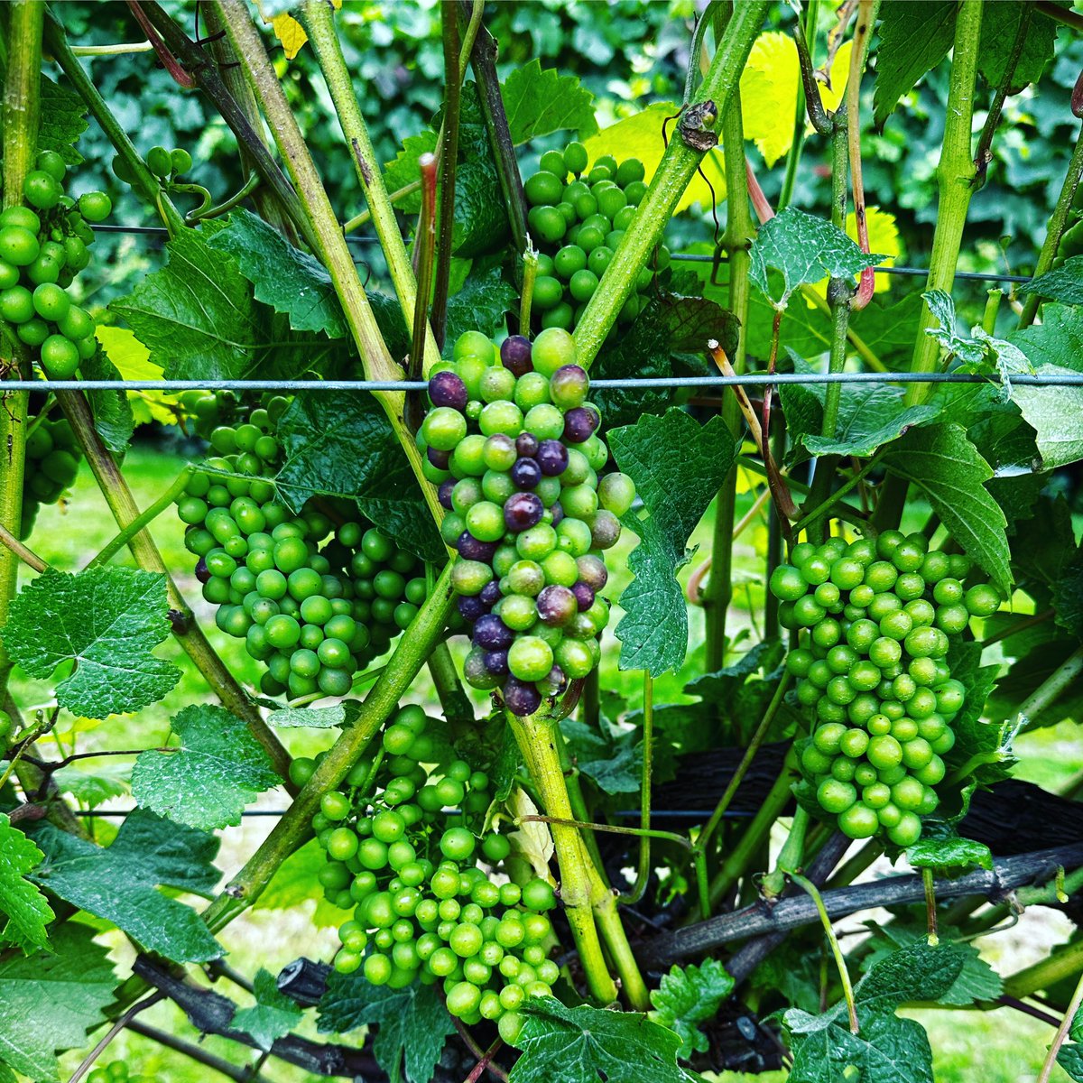 Our Burgundy Clone 777 Pinot Noir has started to ripen! Looking forward to some settled weather in the run up to harvest!🤞🤞