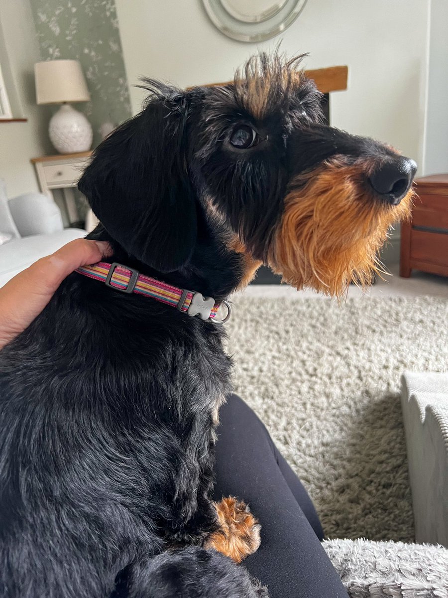 IsabellaDaxie's tweet image. When you’re all grown up but still want to sit on Mummy’s lap for cuddles and love 💖🐾🥰😘😁 #Sunday #Snuggles #Dachshund #baby
