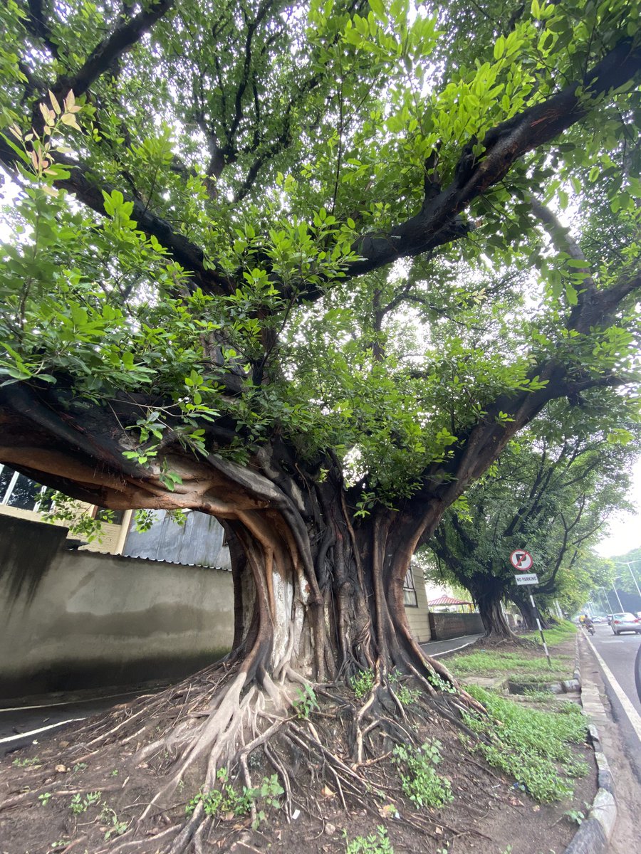 Some of the oldest #trees of #Chandigarh city. 🌳
#India 🇮🇳