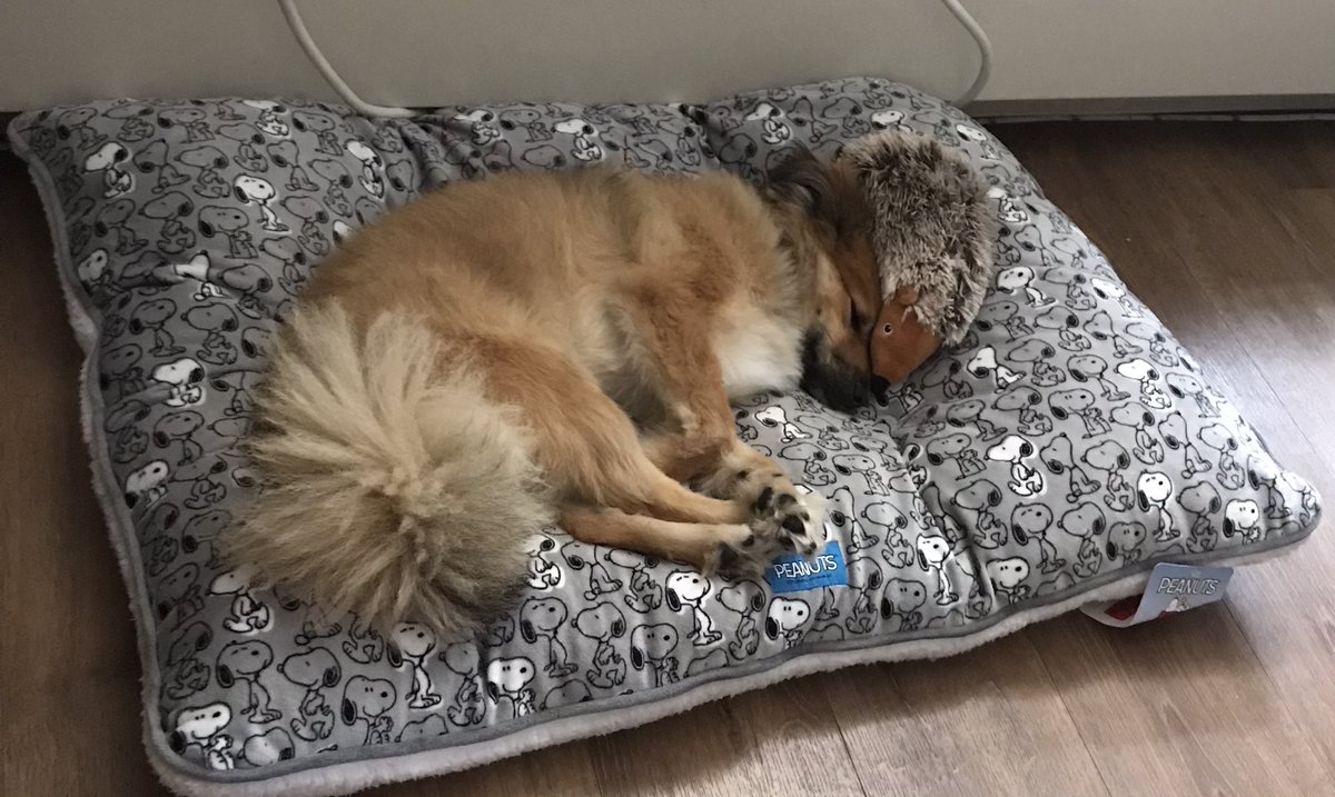 LucyLuro's tweet photo. @BrittanyBabc7 Hi I’m Noché 4 Yrs Young  I Love Sleeping with my little baby ..
Via Norton from Queens. Hope u like my pics https://t.co/F4XjwT8VWi