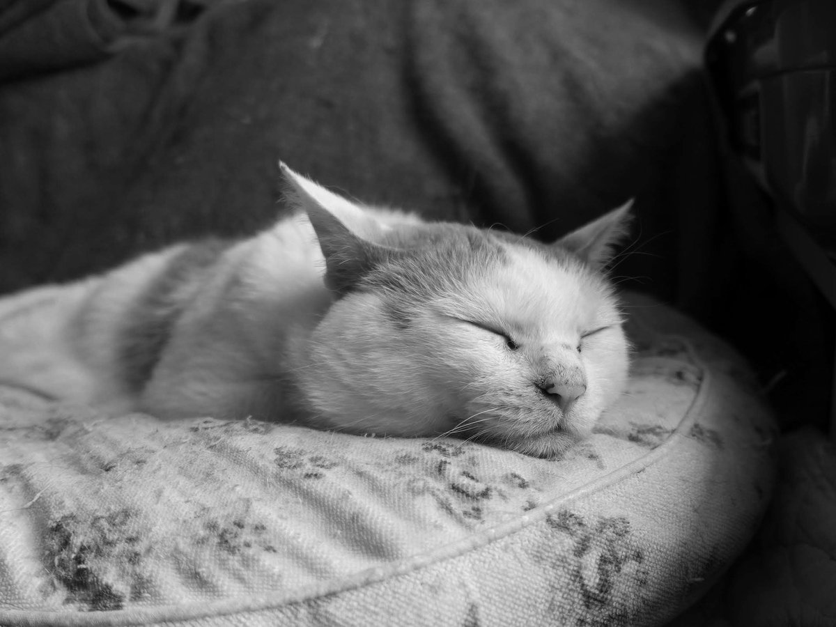 pekomo (@pm_kirua) on Twitter photo 