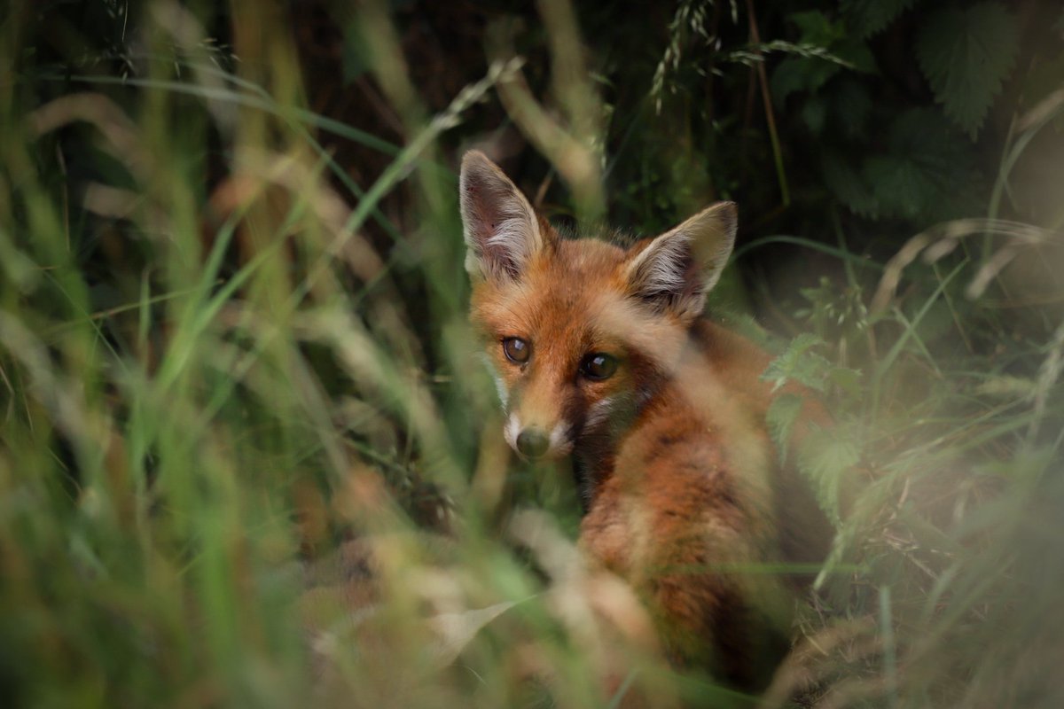 Mother and cub at my work on the golfcourse #foxcub #fox #cub #widlife #wildlifephotography #vulpesvulpes #redfox #golfcourse #eastlothian #springwatch #muirfield #hceg #scotlandsgolfcoast #foxesofinstagram #vixen  #redfox #FoxOfTheDay