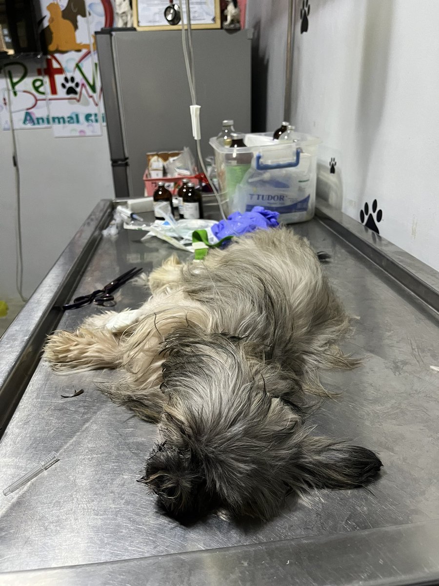 _jaeminanaaaa's tweet photo. #HelpforCali❗️
Our dog was diagnosed with Parvo virus🥺 and I'm sincerely asking for your help by praying for my dog's health and we are humbly asking for any amount in paying her treatment and medicines. Thank you so much❤️

Retweets will be greatly appreciated🙏🏻 https://t.co/MUaHvTozQt