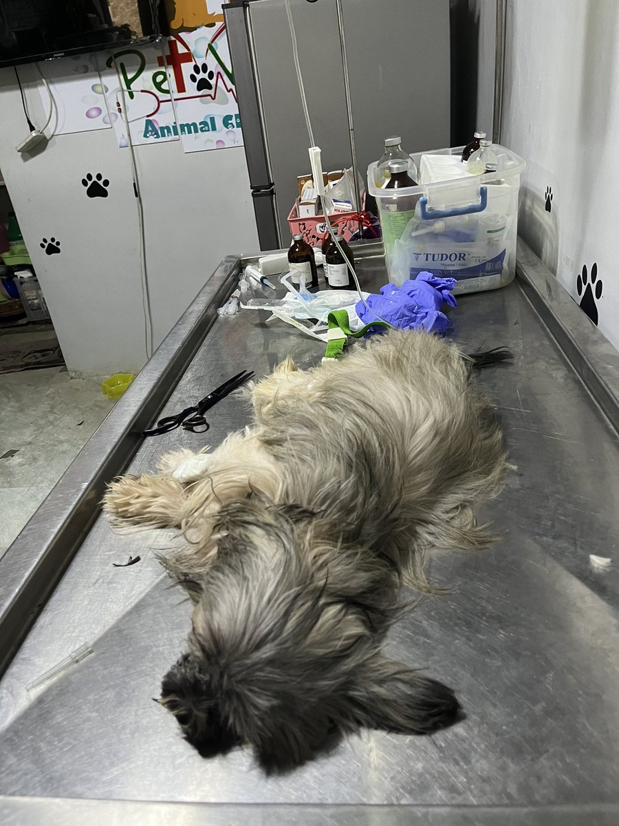 _jaeminanaaaa's tweet photo. Please, help my dog survive parvo 🙏🏻 we are humbly asking for any amount in paying her medical bills, even a peso can change his life. Thank you so much😭

Gcash: 09957902805 - JV R.

#HelpforCali❗️ https://t.co/UfTRocxtZB