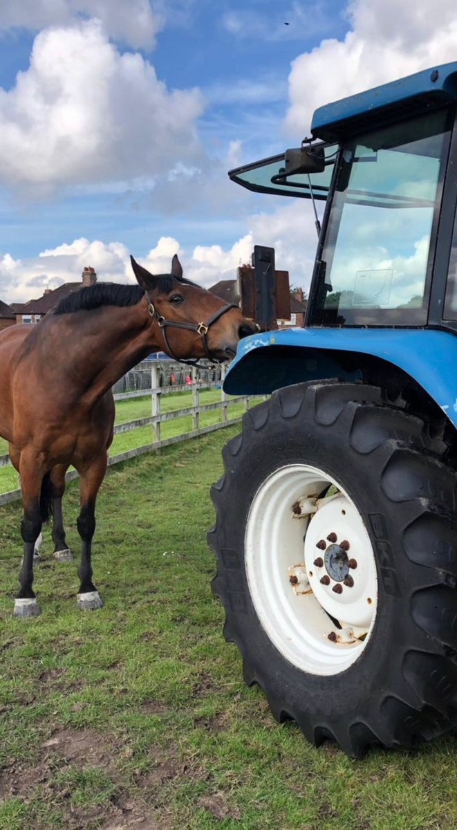 MerPolMounted's tweet image. Are you Team Amber having a lie in this morning or Team Jake who’s up, out and giving our tractor a once over! 
#StandTall #PHAmber #PHJake #SundayMorning #NotJustAPoliceHorse
