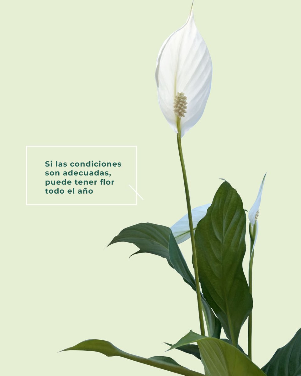 Descubre la planta del mes: el Spatifilium 🌿

¿Quieres añadirla a tu colección? ¡Disponible en dos tamaños distintos en casaplantavigo.com! ✨

#plantadelmes #spatifilium #liriodepaz #casaplanta #plantasdeinterior