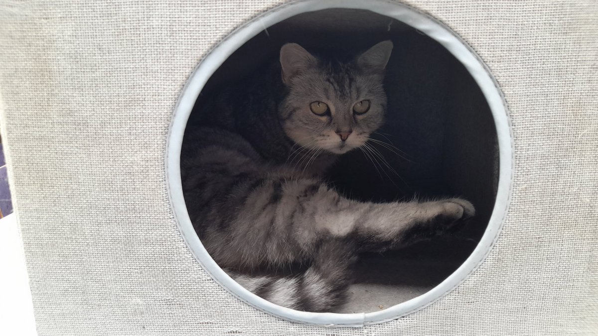 Katzen_Tiger's tweet photo. Ooh, ich habe mich schon lange nicht mehr gemeldet. 
Mir geht es gut 🙂

Wie geht es Euch? https://t.co/mPlfc0Bp1H