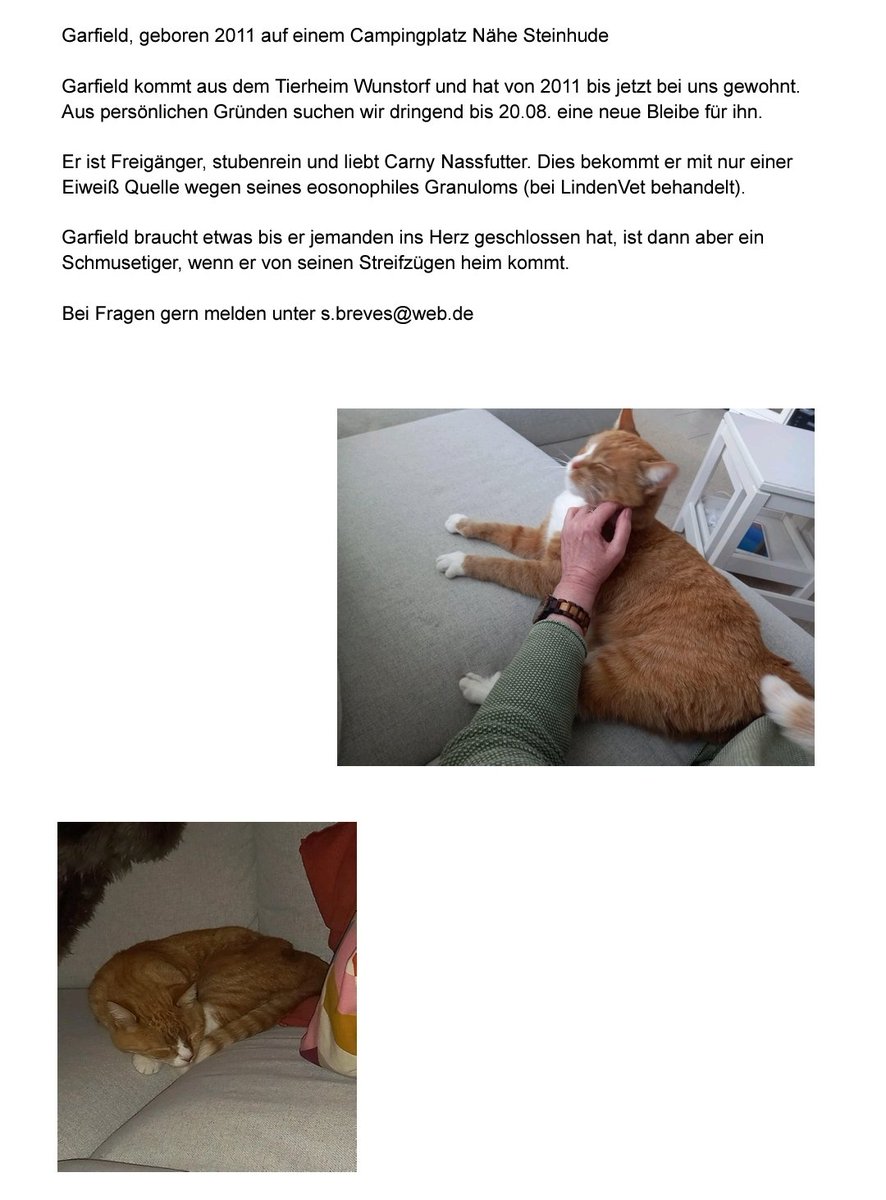 Garfield sucht ein neues zuhause.. er wohnt gerade zwischen Hildesheim und Hannover.. bitte keine Bösen kommentare.. die Familie hat sich die Entscheidung sehr schwer gemacht.. alles weiter wie Tierschutzvereine, Tierheime etc wurde gefragt und abgewiesen. Gerne RT oder melden.❤️
