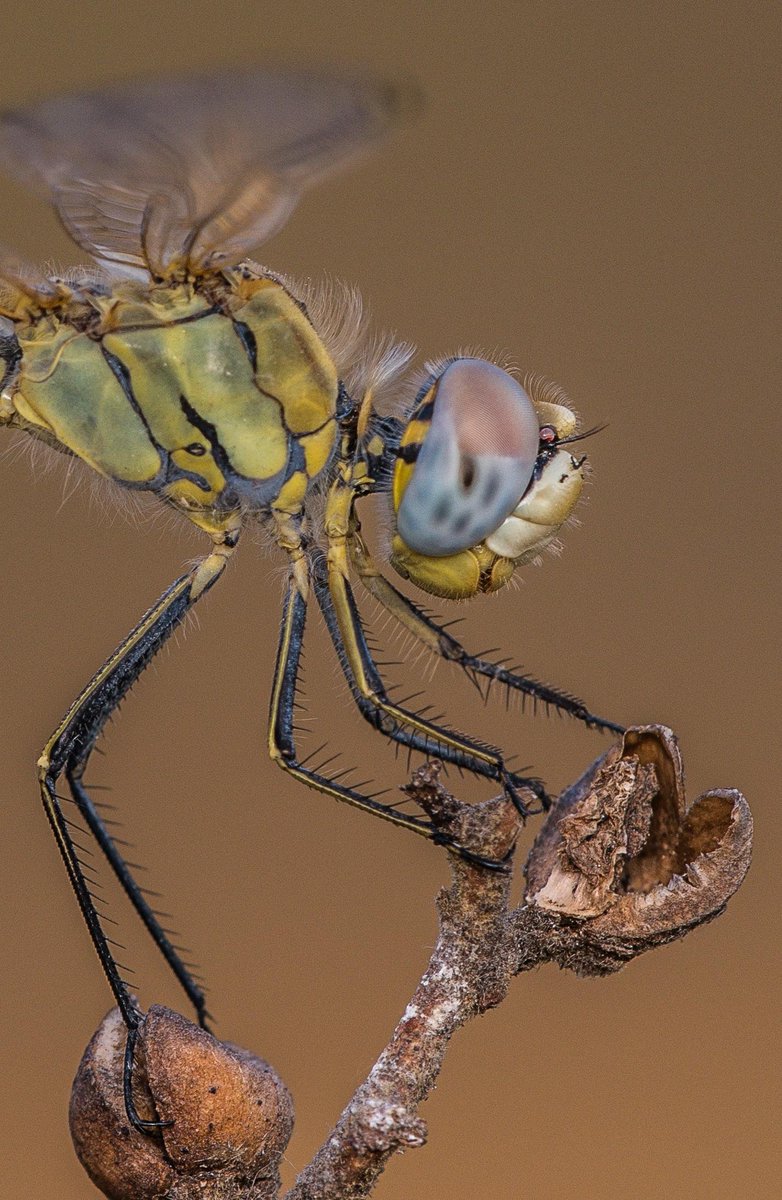 #makro #yusufcuk #bocek