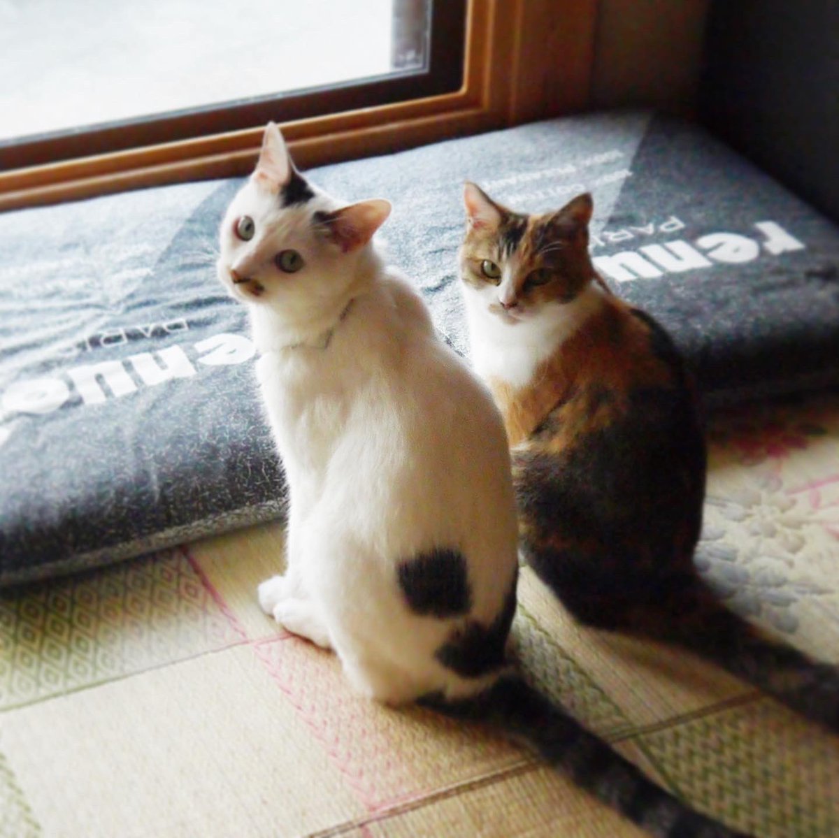 mina_mya's tweet photo. ちょうど10年前の8/14の写真。ミケたんは新盆。待ってるからね。
#cat #猫 #ねこ #ぬこ #三毛猫 #三毛猫部 #白キジ猫 #白キジ #コタミケフー #虎太郎 #コタロー #コタ兄貴 #Kotaro #永遠の12歳 #ミケコ #Mikeko #ミケたん #永遠の16歳 #catstagram #にゃんすたぐらむ
https://t.co/1jWTTZAf5f https://t.co/2cruhyAE3F