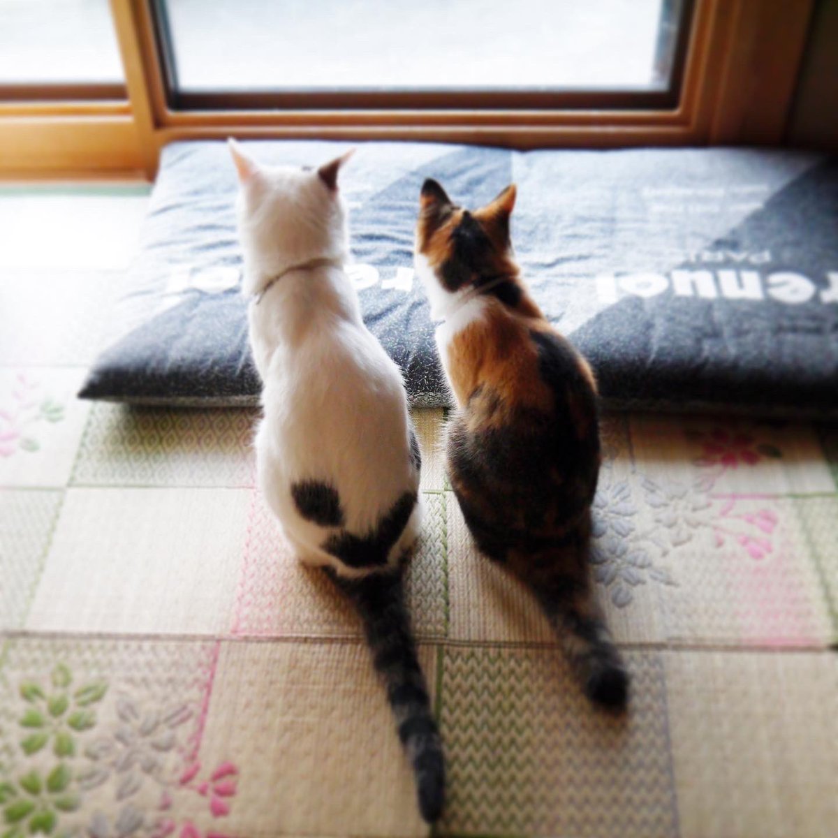 mina_mya's tweet photo. ちょうど10年前の8/14の写真。ミケたんは新盆。待ってるからね。
#cat #猫 #ねこ #ぬこ #三毛猫 #三毛猫部 #白キジ猫 #白キジ #コタミケフー #虎太郎 #コタロー #コタ兄貴 #Kotaro #永遠の12歳 #ミケコ #Mikeko #ミケたん #永遠の16歳 #catstagram #にゃんすたぐらむ
https://t.co/1jWTTZAf5f https://t.co/2cruhyAE3F