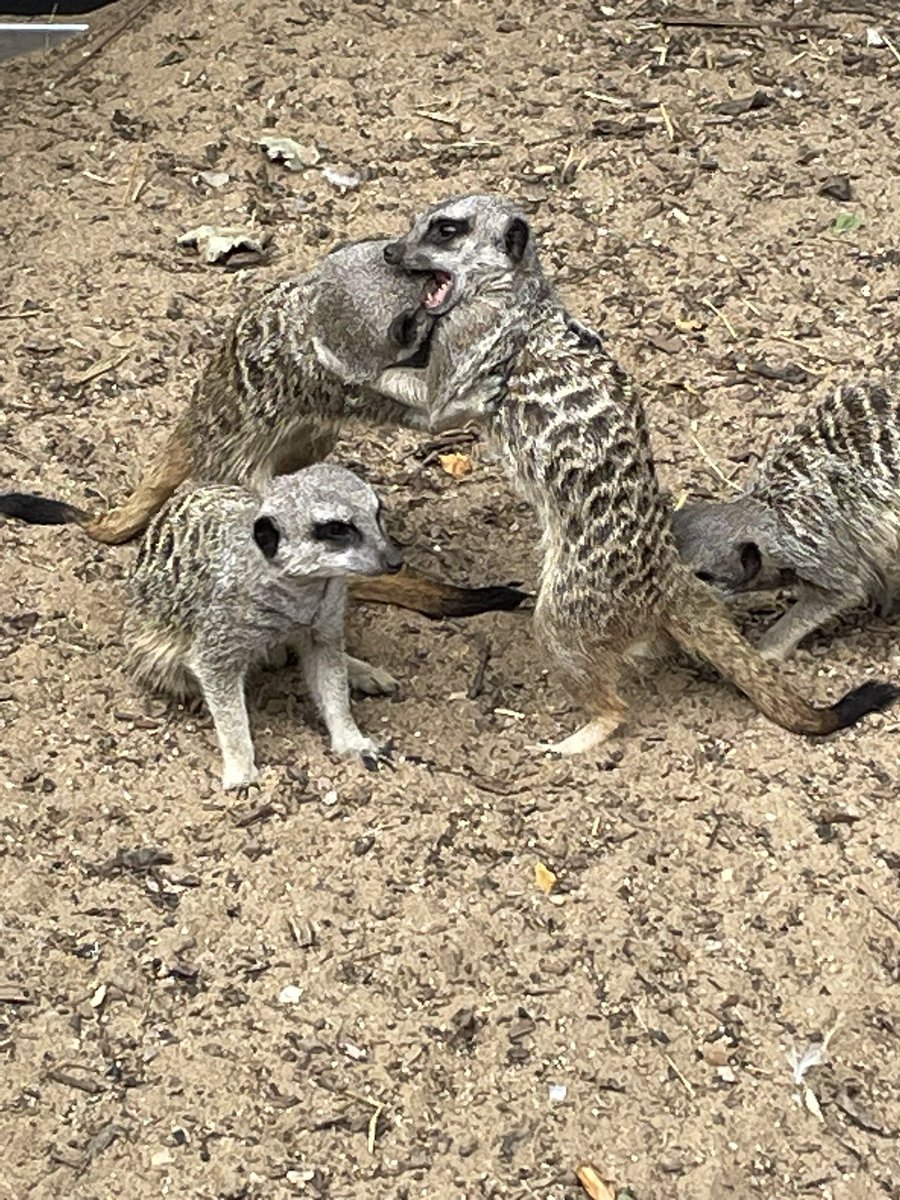 Clive ‘Uppy’ Upright tweet media