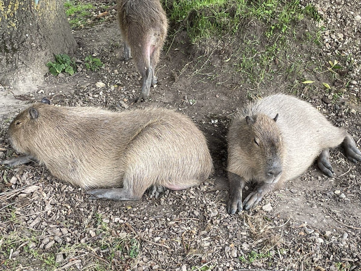 Clive ‘Uppy’ Upright tweet media