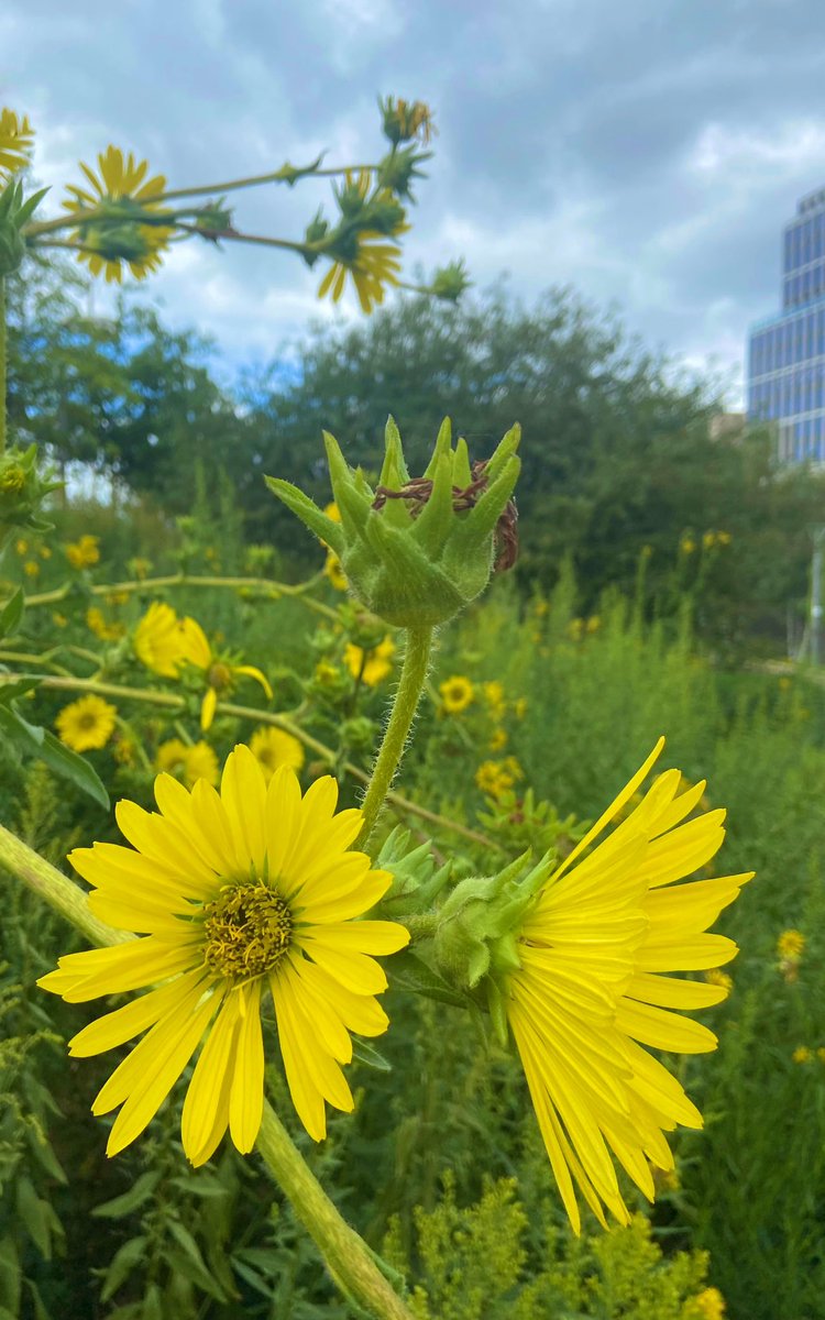 Gold #OlympicPark #London #SundayYellow