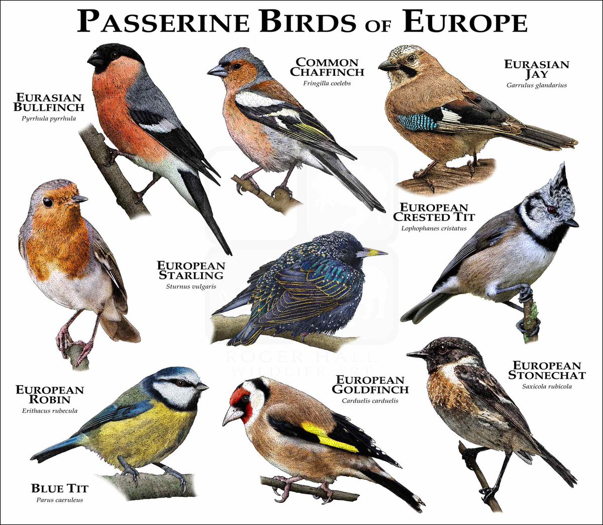 So the @ecb is considering pimping up the Euro banknotes. And @BirdLifeEurope europe is campaigning to have birds on them. This is *obviously* a brilliant idea. But let me explain to you which birds should go on which banknote! A thread. 1/n