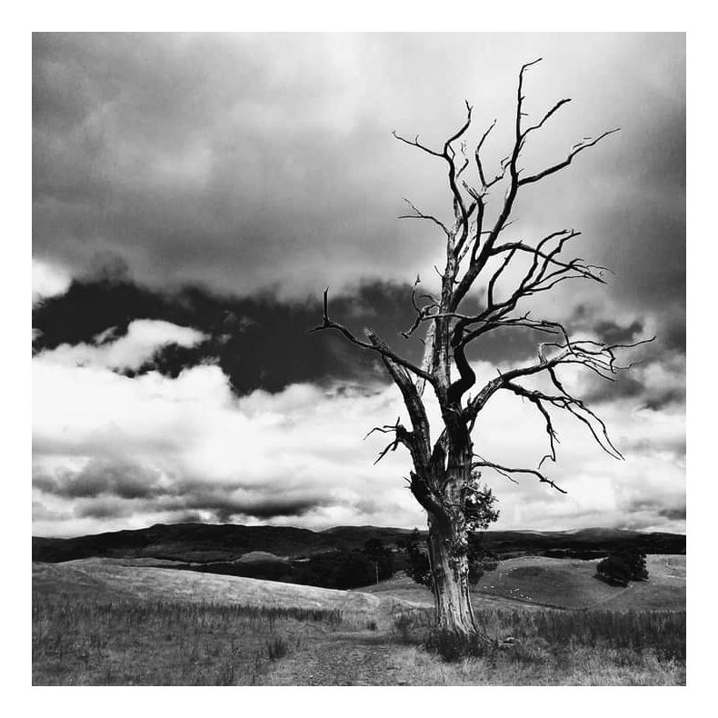 'The Lone Tree'
#APSmartphonepicoftheWeek #blackandwhitephotography #blackandwhitephoto #tree #NaturePhotography #NatureBeauty #nature