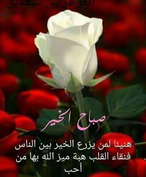 khaled_chehadeh's tweet photo. @nassima245454 https://t.co/pRHQVN6oEj