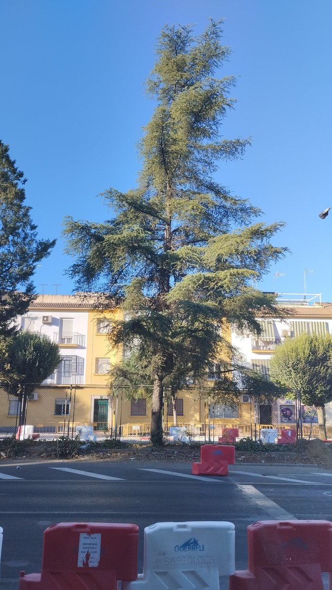 psimoneasp's tweet photo. Mirad bien estos CEDROS 🌲🌲

Si #Marifran no para su ARBORICIDIO en #Granada posiblemente estas serán sus últimas fotos VIVOS.🥺😥

Serán TALADOS sin pestañear, como ya pasó con sus dos hermanos. 🌲🪚🪵☠️

#NoALaTala 
#ClimateEmergency https://t.co/BJp57BDods