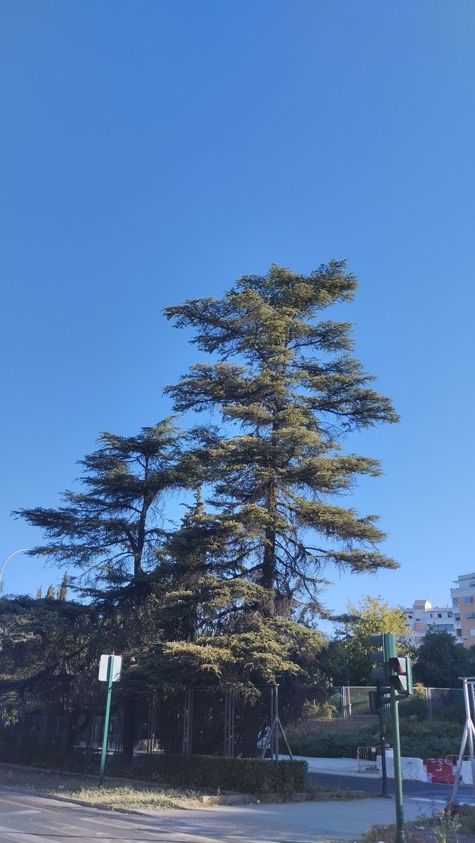 psimoneasp's tweet photo. Mirad bien estos CEDROS 🌲🌲

Si #Marifran no para su ARBORICIDIO en #Granada posiblemente estas serán sus últimas fotos VIVOS.🥺😥

Serán TALADOS sin pestañear, como ya pasó con sus dos hermanos. 🌲🪚🪵☠️

#NoALaTala 
#ClimateEmergency https://t.co/BJp57BDods