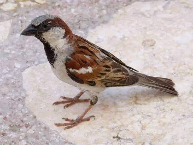 प्यारी चिड़िया 😘