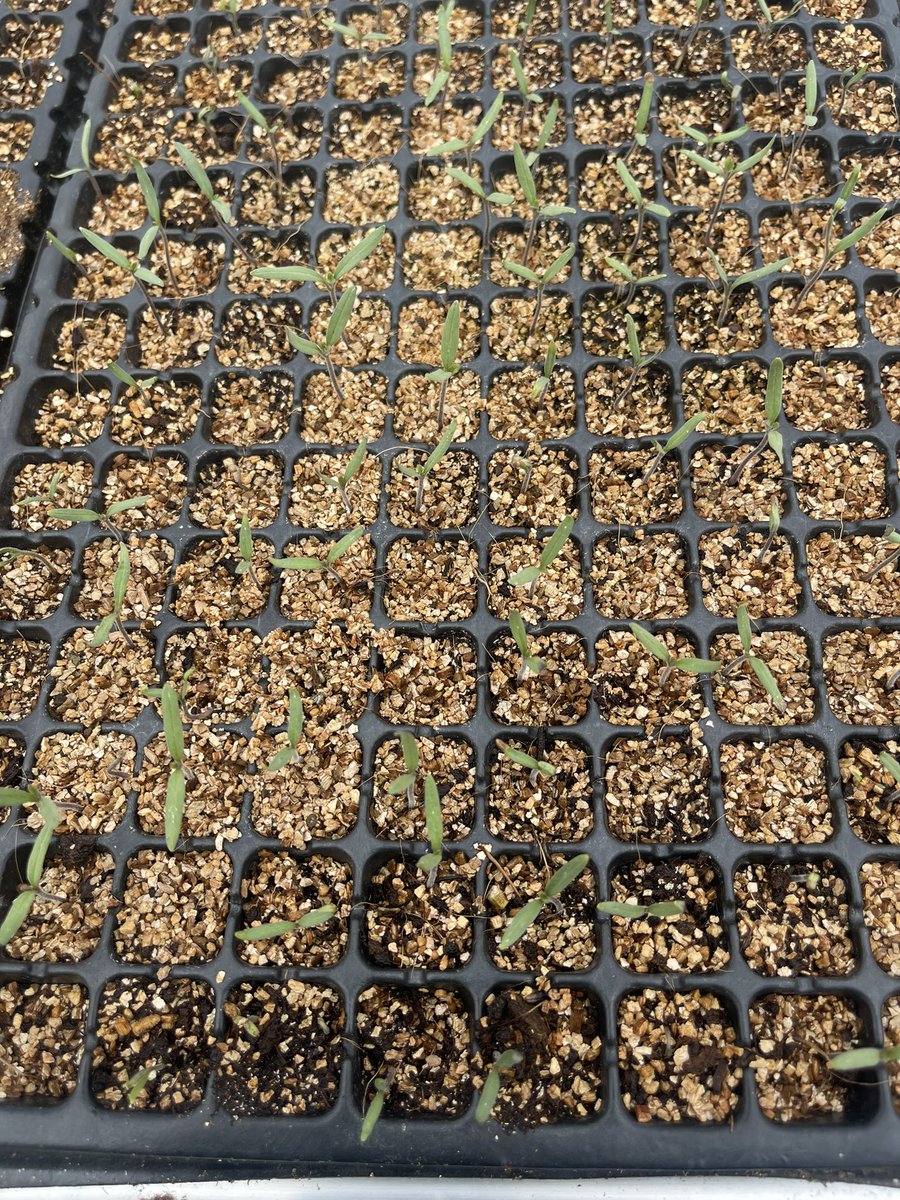 AderemiBanjoko's tweet photo. Tomato 🍅 seeds germinating in the Ndego farm high tech &amp; innovative nursery managed by @AdlerHCom. We specialize in #germinating a wide variety of #seeds.
Feel free to contact us @ office@adlerhc.com or 📞 Call: +250 737 678 267. #RwOT #agribusiness #greenhouses #Rwanda https://t.co/UtwUzssoZE