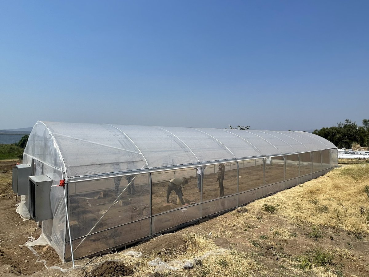 AderemiBanjoko's tweet photo. Tomato 🍅 seeds germinating in the Ndego farm high tech &amp; innovative nursery managed by @AdlerHCom. We specialize in #germinating a wide variety of #seeds.
Feel free to contact us @ office@adlerhc.com or 📞 Call: +250 737 678 267. #RwOT #agribusiness #greenhouses #Rwanda https://t.co/UtwUzssoZE