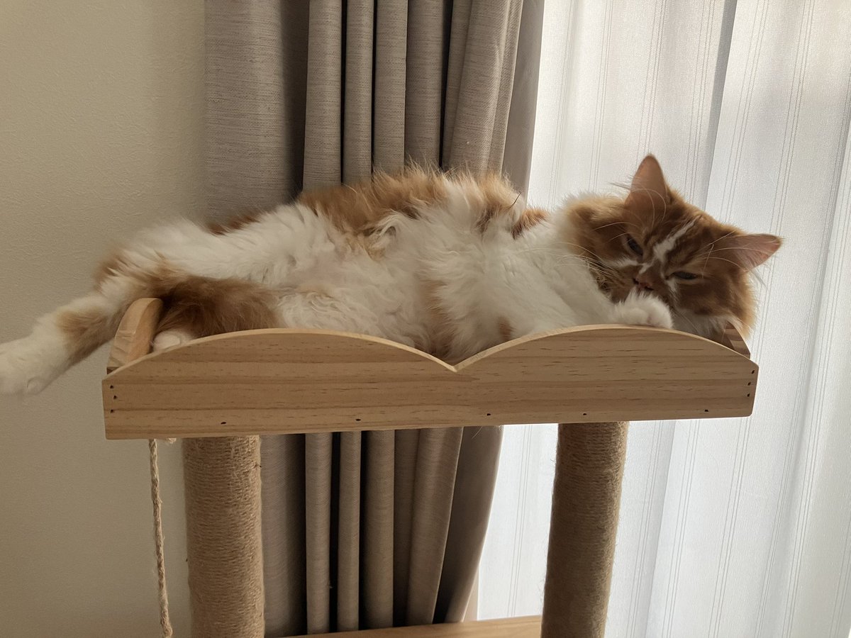 ririss_n's tweet photo. はみ出してる！
#スコティッシュフォールド 
#猫のいる暮らし 
#猫多頭飼い
 #猫好きさんと繋がりたい 
#キャットタワー https://t.co/wR6g4n0pfn
