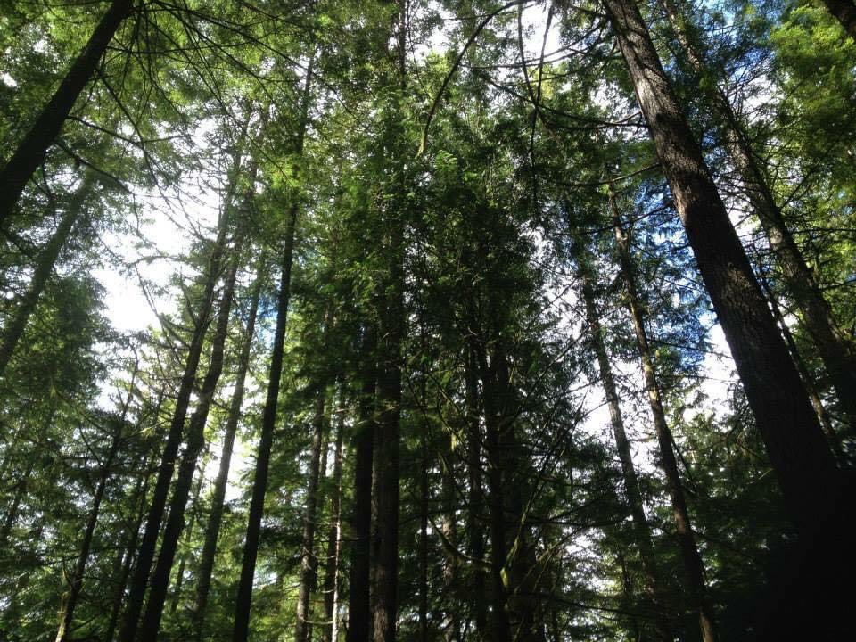 WaPNWMtnMan's tweet photo. (0ld pictures) I've heard the call of the Wild a long time ago! 
" These Mountains are Calling Me, Like a Mother calls Her Child"Chris Ledoux
#Mytherapy!!! #Myhomeawayfromhome!! #Ineedtogo!!!#Mountainman!!! https://t.co/z7v7zW5avd