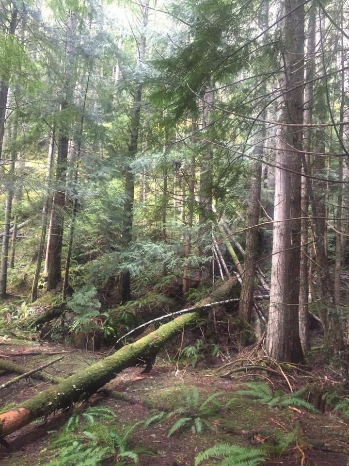 WaPNWMtnMan's tweet photo. (0ld pictures) I've heard the call of the Wild a long time ago! 
" These Mountains are Calling Me, Like a Mother calls Her Child"Chris Ledoux
#Mytherapy!!! #Myhomeawayfromhome!! #Ineedtogo!!!#Mountainman!!! https://t.co/z7v7zW5avd