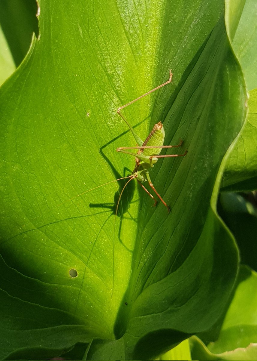 Bush cricket with shaddow. Perhaps the greenest picture I have ever taken. #garden #wildlifephotography