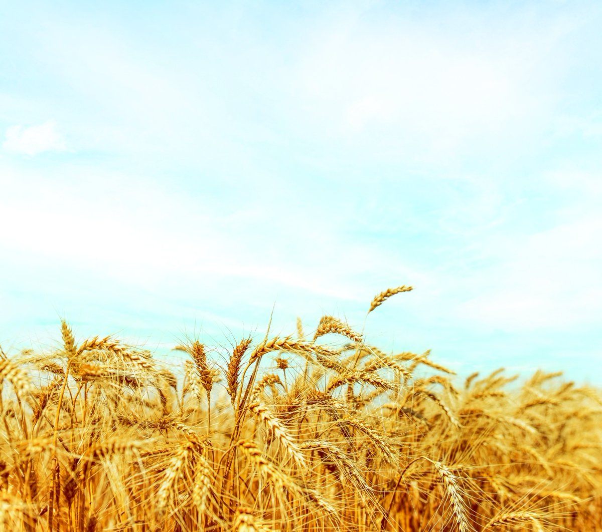 أسهمت التطورات المتلاحقة في الدول المنتجة للحبوب والمصدرة للغذاء في زيادة مخاطر نقص الغذاء العالمي في ظل ارتفاع وتيرة المشكلات التي تتعرض لها سلاسل التوريد وزيادة الأسعار، إلى جانب التداعيات المتعلقة بالتغير المناخي على إنتاج المواد الغذائية الأساسية #الإمارات