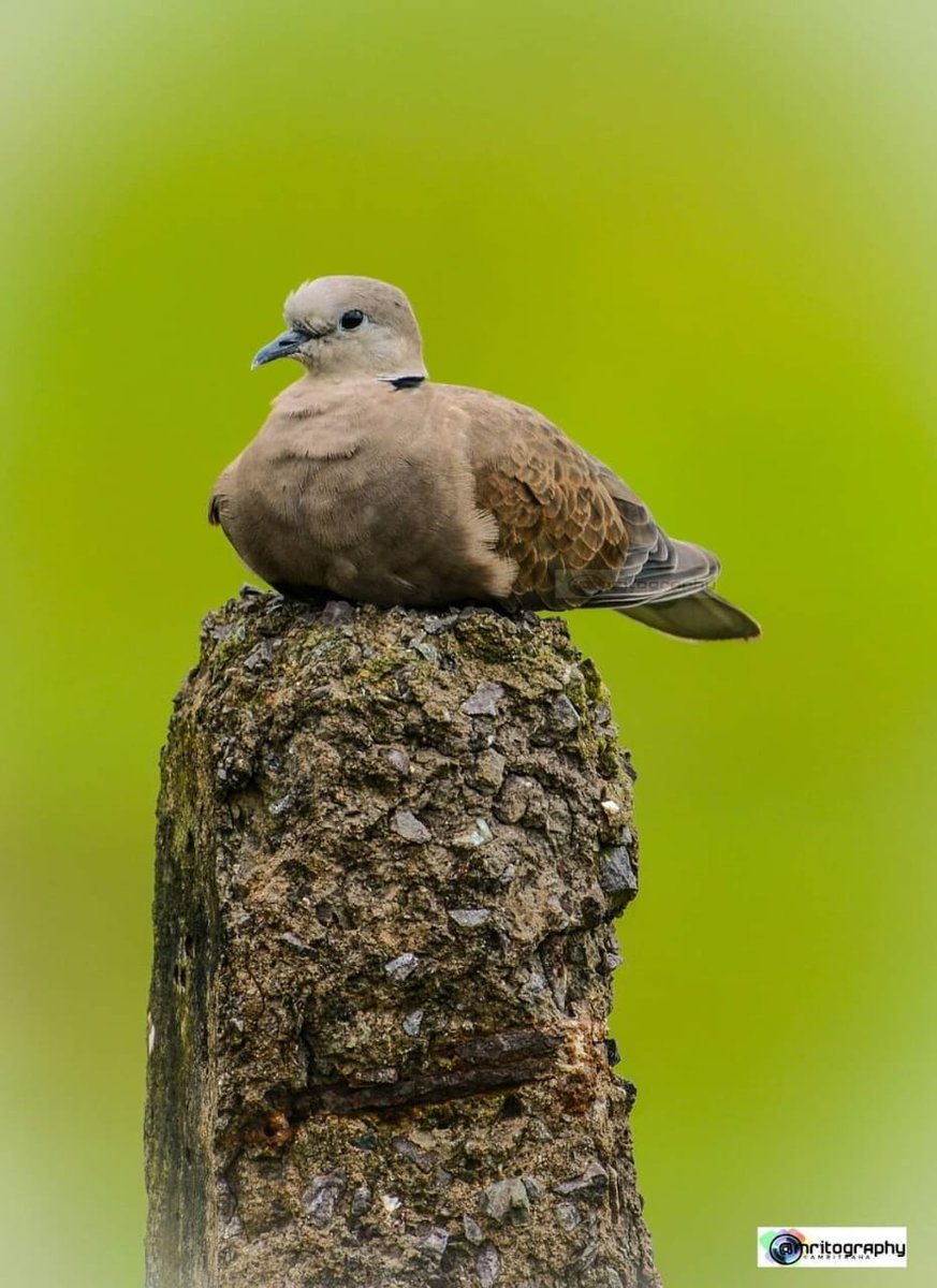 CupidRaha's tweet photo. T1195
“When you arise in the morning, think of what a precious privilege it is to be alive -to breathe, to think, to enjoy, to love.”
Very Happy #Sunday
Inframe #RedCollaredDove Clicked at Port Blair with #NikonD3200+500mm F5.6lens
@Admiral_DKJoshi @KcPhotogallery @DGPANIslands https://t.co/W4Ikf73Yx9