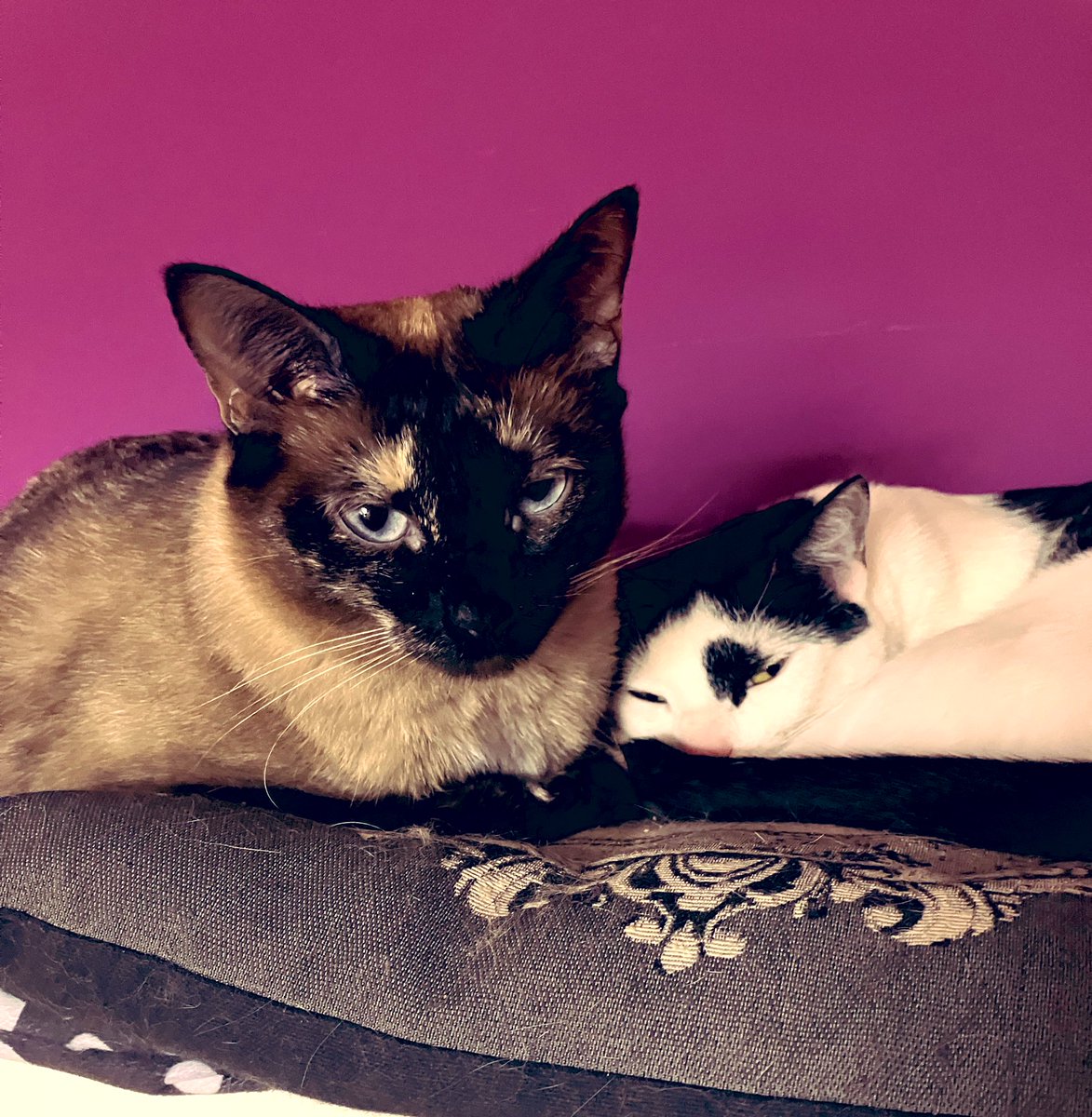 juntsperCATS's tweet photo. ACAB https://t.co/Payxqa2y4A