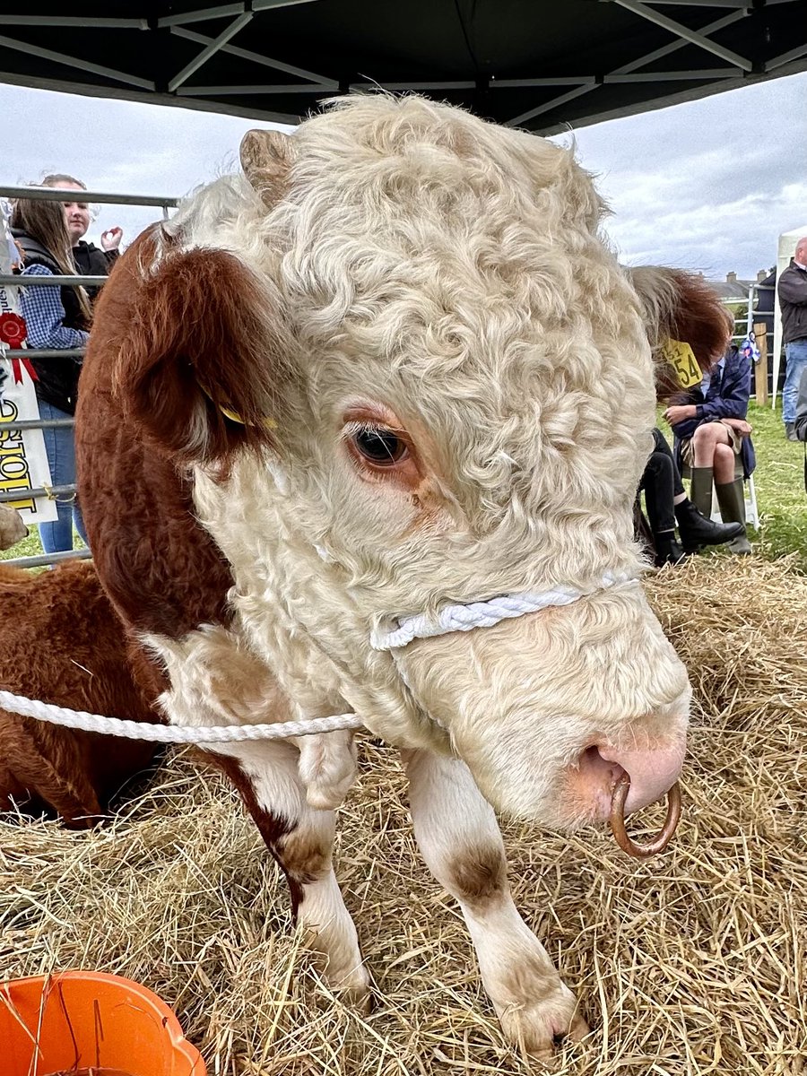 keirving's tweet photo. The Royal Manx Agricultural Show #isleofman #royalmanxshow @RoyalManxShow https://t.co/oIzBx349xh
