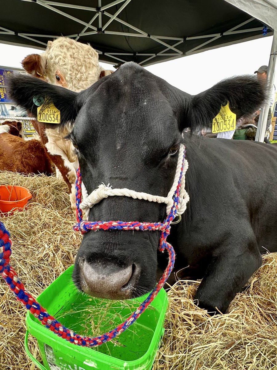 keirving's tweet photo. The Royal Manx Agricultural Show #isleofman #royalmanxshow @RoyalManxShow https://t.co/oIzBx349xh