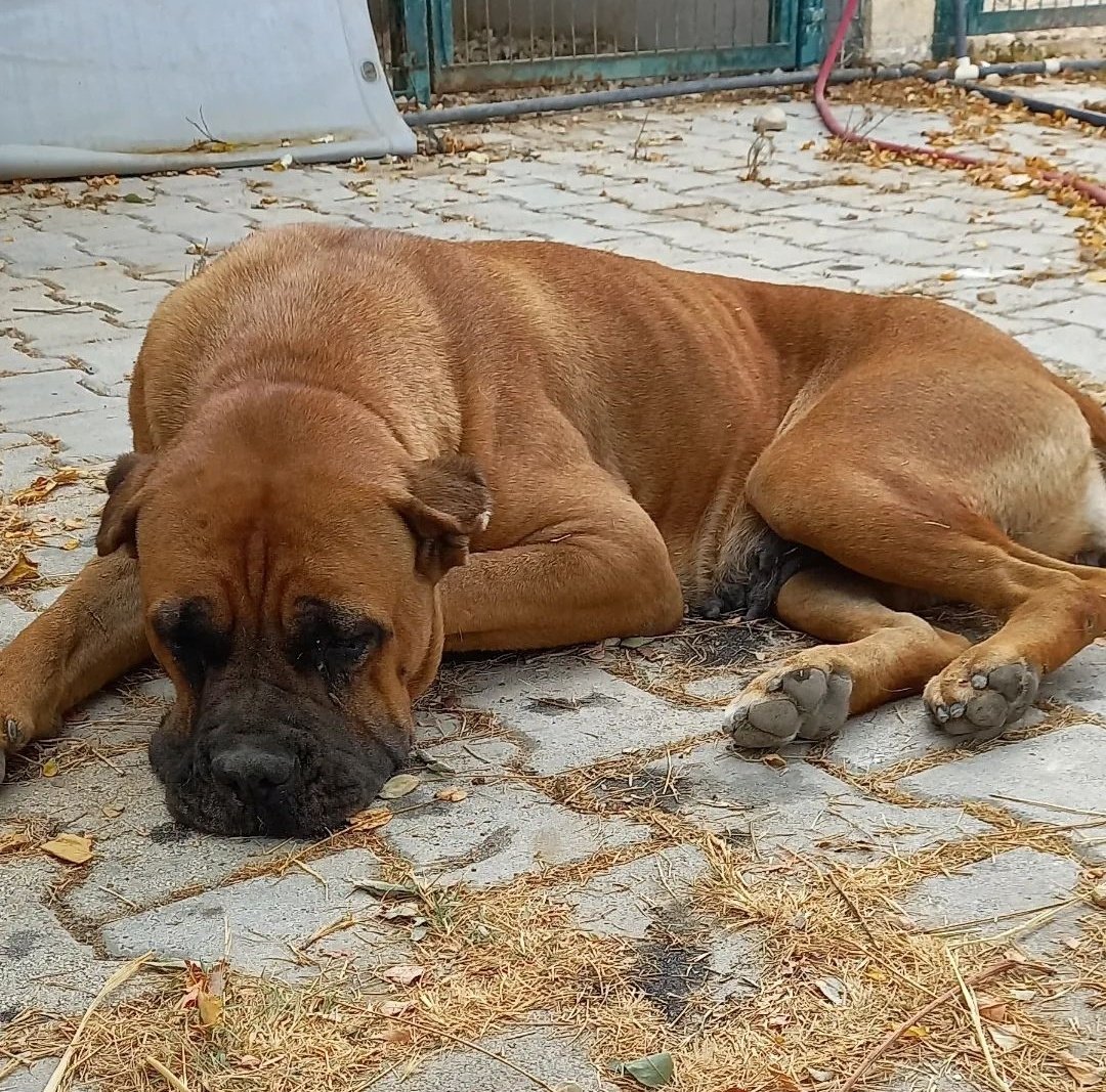 Hatay depreminde sahipleri vefat edince barınağa düşmüş yolu..
Kimsesi yok..
Aylardır barinaktaymiş
Acilen yuva arıyoruz.
İntihar ediyor bu çocuk.. 
Lütfen biri kalbini ve yuvasını açsın 🙏🥹